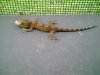 GECKO SHEDDING.JPG