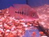 fwflowerhorn1222141884.jpg