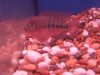 fwflowerhorn1222141912.jpg