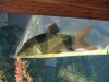 loach.jpg