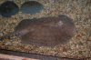Stingray Pictures 145.jpg