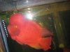 fwflowerhorn1221580190.jpg