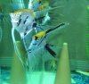 Gold Marble spawn and 2 pairs 008.jpg