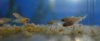 blblackplaty4.JPG