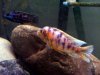 2008_0918Fish0015.JPG