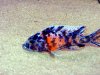 2008_0918Fish0024.JPG