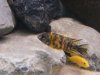 2008_0918Fish0021.JPG