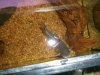 BabyGuppies and TheBoys 039.JPG