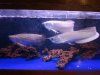 Mikes Flowerhorn 063 (Medium).jpg