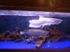 Mikes Flowerhorn 062 (Medium).jpg