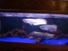 Mikes Flowerhorn 061 (Medium).jpg