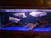 Mikes Flowerhorn 058 (Medium).jpg