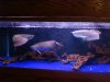 Mikes Flowerhorn 059 (Medium).jpg