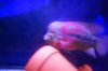 Mikes Flowerhorn 261 (Medium).jpg