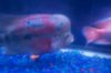 Mikes Flowerhorn 272 (Medium).jpg