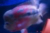 Mikes Flowerhorn 267 (Medium).jpg