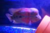 Mikes Flowerhorn 262 (Medium).jpg