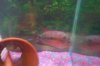 Mikes Flowerhorn 330 (Medium).jpg