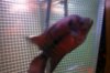 Mikes Flowerhorn 329 (Medium).jpg