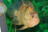 Mikes Flowerhorn 072 (Medium).jpg