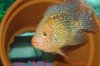 Mikes Flowerhorn 083 (Medium).jpg