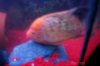 Mikes Flowerhorn 277 (Medium).jpg