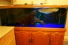 Mikes Flowerhorn 144 (Medium).jpg