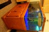 Mikes Flowerhorn 147 (Medium).jpg