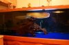 Mikes Flowerhorn 120 (Medium).jpg