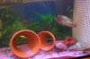 Mikes Flowerhorn 152 (Medium).jpg