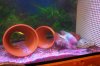 Mikes Flowerhorn 153 (Medium).jpg