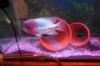 Mikes Flowerhorn 154 (Medium).jpg