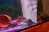 Mikes Flowerhorn 160 (Medium).jpg
