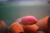 Mikes Flowerhorn 182 (Medium).jpg