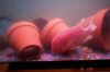 Mikes Flowerhorn 187 (Medium).jpg