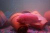 Mikes Flowerhorn 189 (Medium).jpg