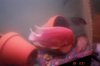 Mikes Flowerhorn 196 (Medium).jpg