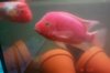 Mikes Flowerhorn 199 (Medium).jpg