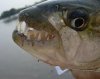 fishz.jpg