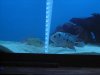 festae-flowerhorn 026.jpg festae-flowerhorn 026.jpg
