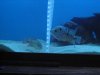 festae-flowerhorn 028.jpg festae-flowerhorn 028.jpg