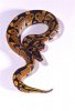 1snake.jpg