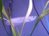 arowana 2 010.jpg