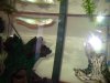 fishwithlights2053.jpg