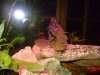 fishwithlights2044.jpg