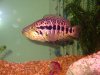fishwithlights2054.jpg