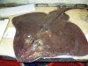 Alaskan Skate Fish.JPG