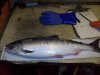 Chum Dog Salmon.JPG