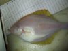 Flathead Sole.JPG