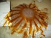 Jelly Fish.JPG